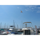 Stopgull Falcon Möwenabwehr mit 7 Meter Teleskopstange